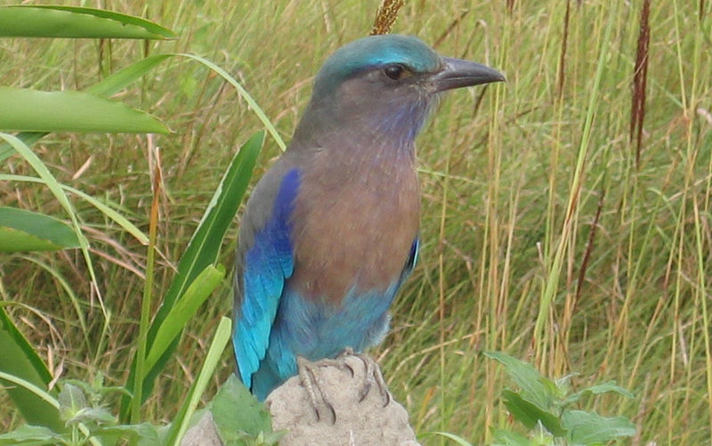 birdsof11rarespeciesfoundinjharkhand